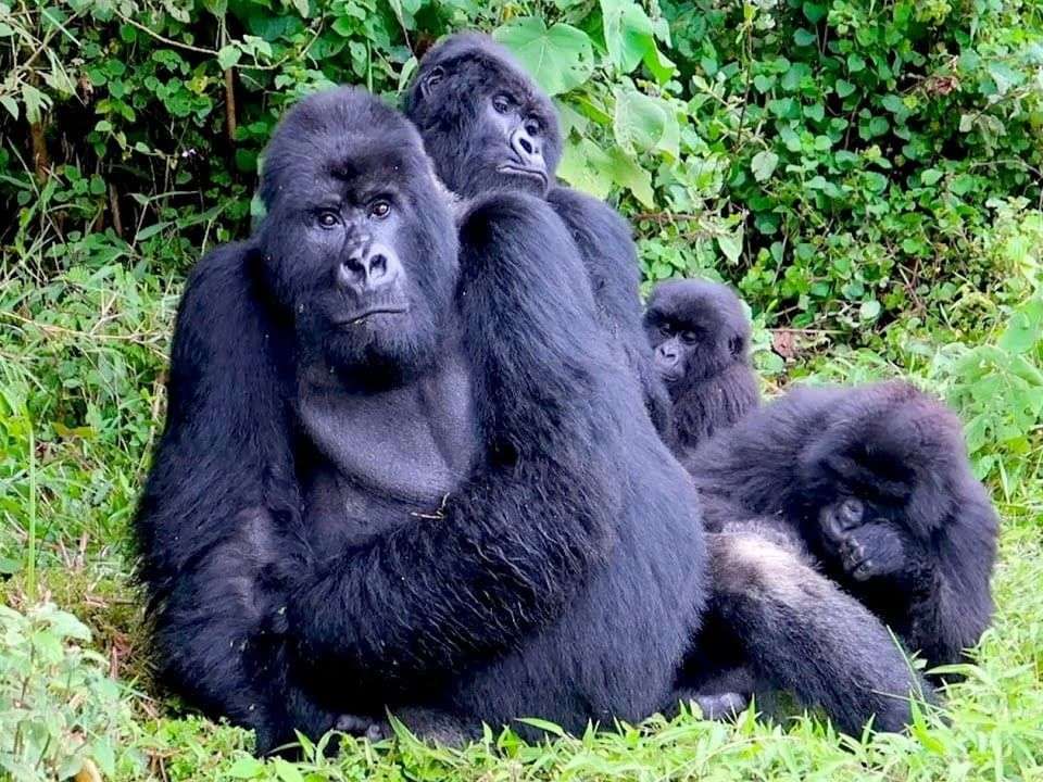 Mountain gorilla family resting in the forest in Volcanoes National Park Rwanda