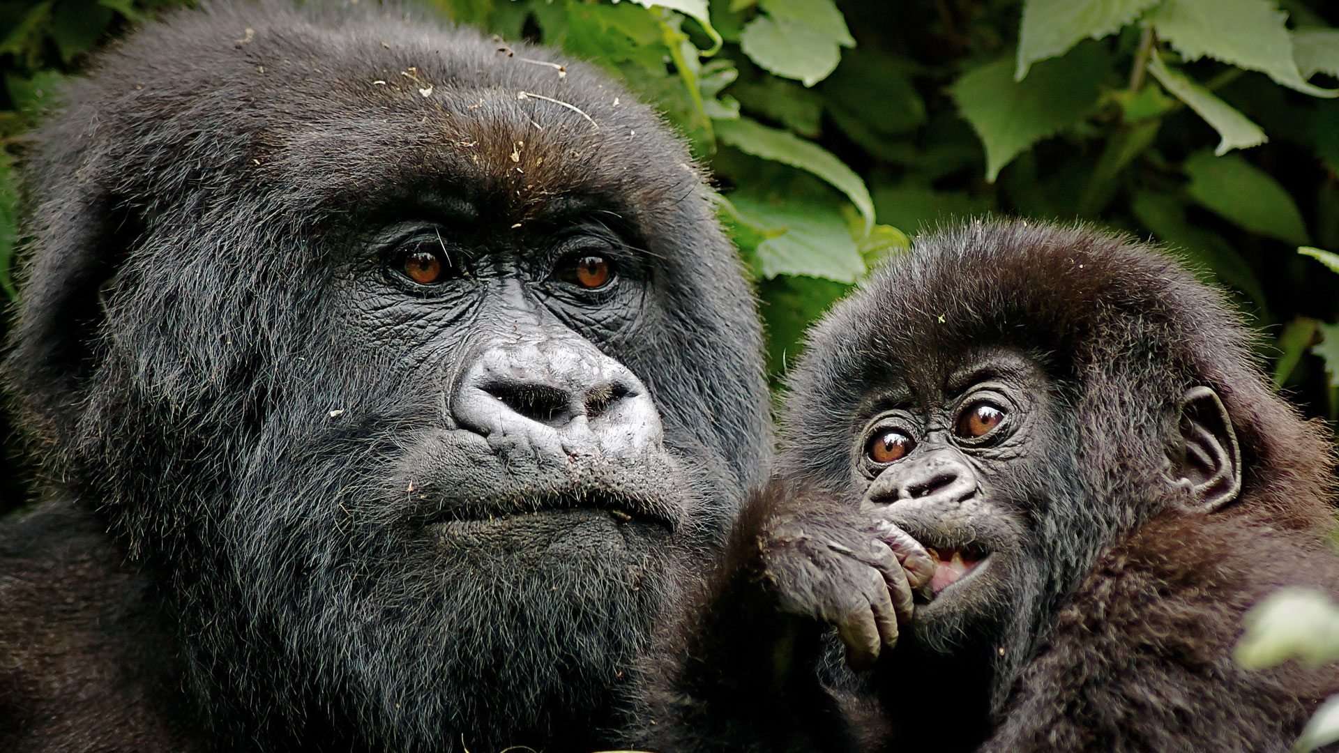 Mountain gorilla family in Bwindi Impenetrable Forest during gorilla trekking Uganda