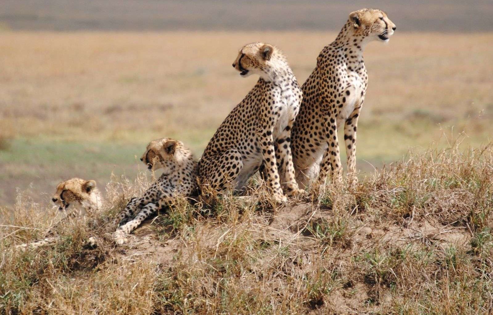 serengeti-cheetahs