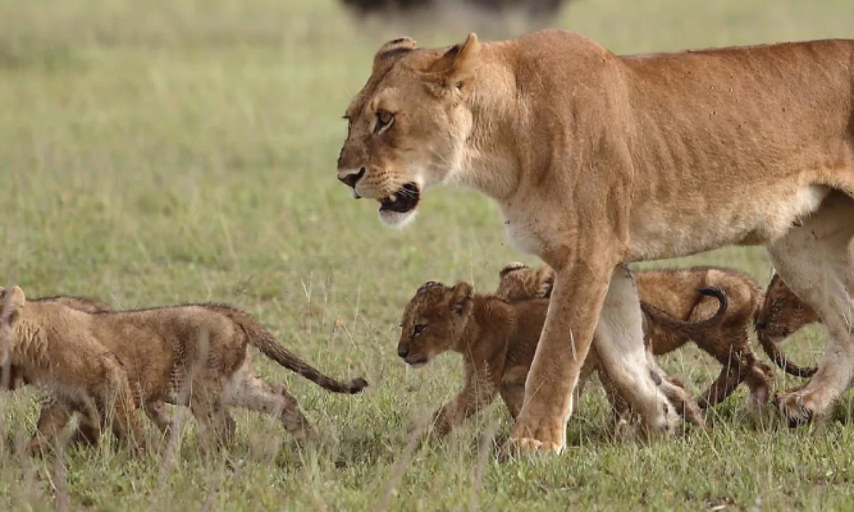 tanzania-banner1-1200x720