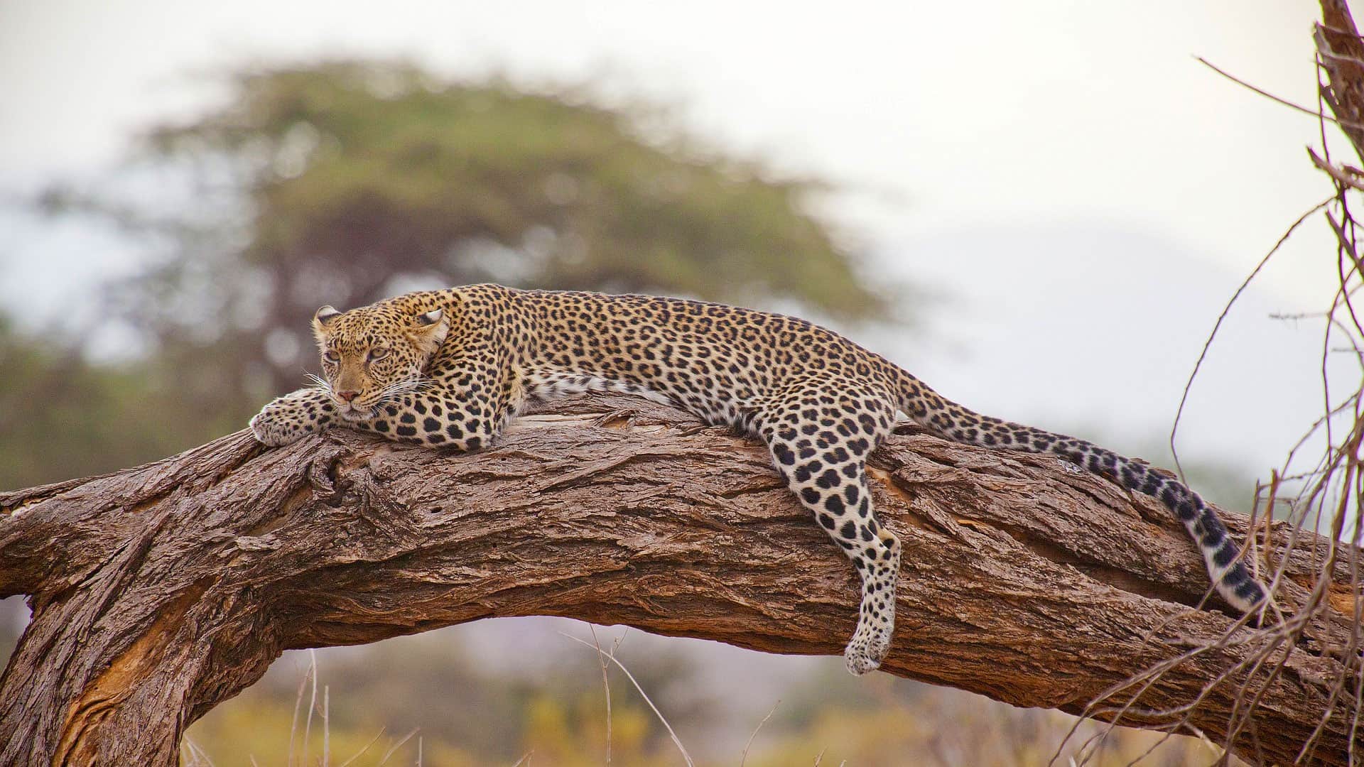 14 Days Kenya & Tanzania Safari | Maasai Mara, Serengeti & Amboseli Adventure