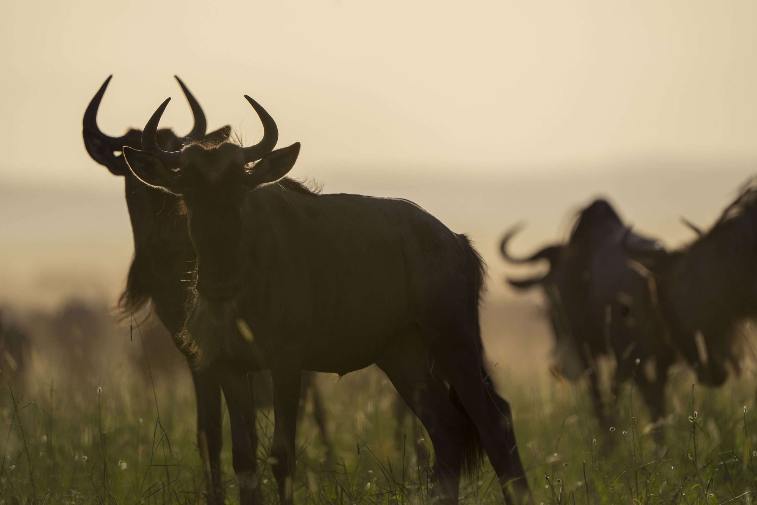 Wildebeest during the Serengeti calving season migration in Ndutu Tanzania