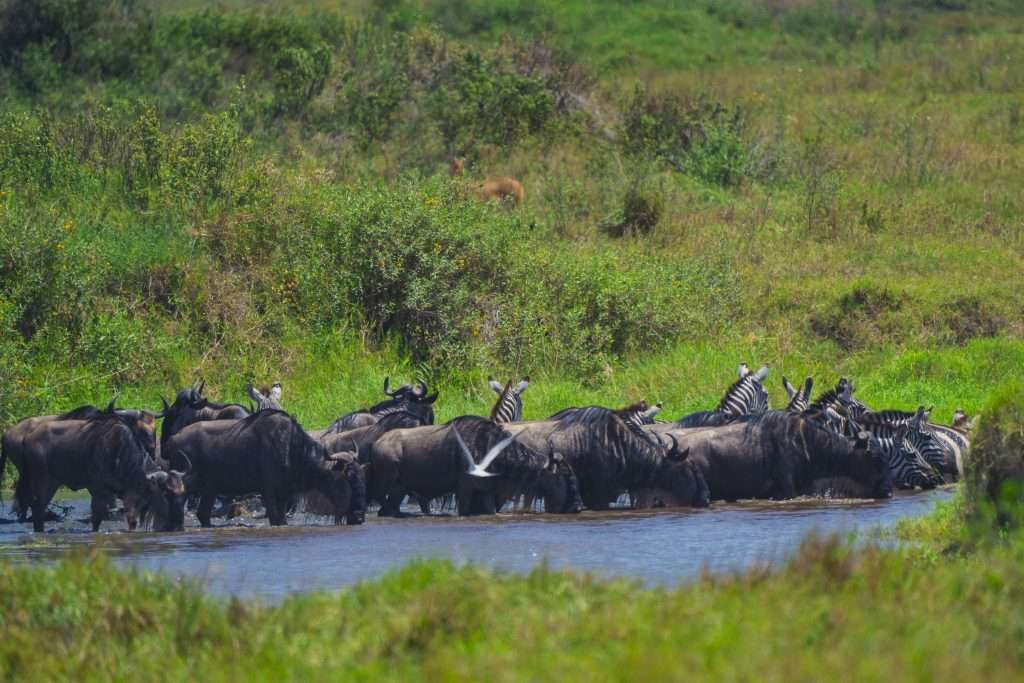 Ndutu calving season wildebeest migration Tanzania Serengeti Ndutu plains