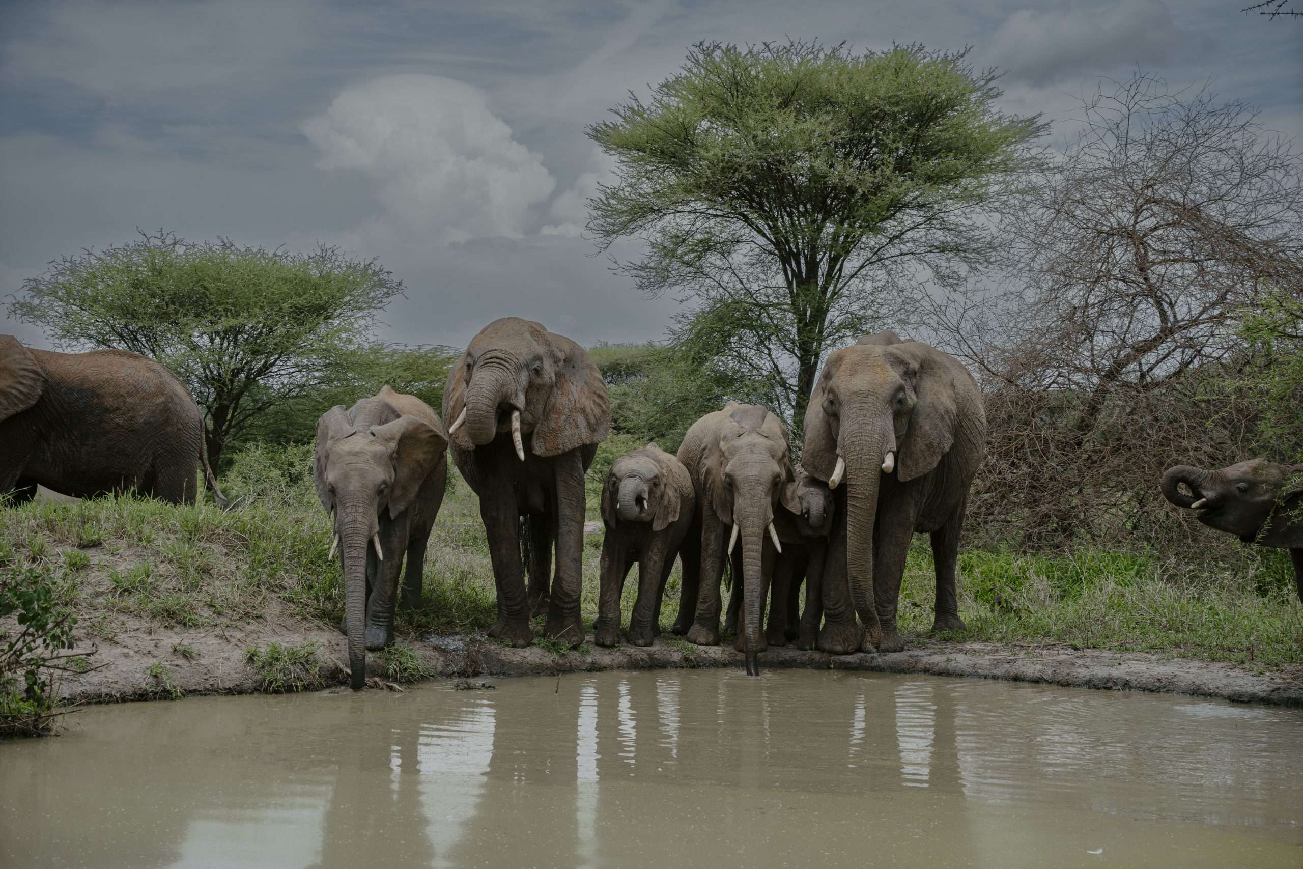 Elephants drinking water at a savannah waterhole during an African safari in Tanzania