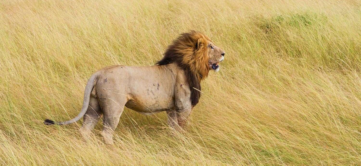 Lion-maasai-mara