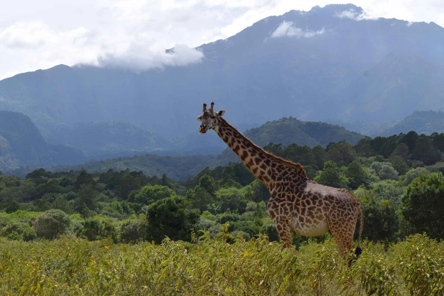 Giraffe in Arusha National Park with Mount Meru in the background during a full day safari Tanzania