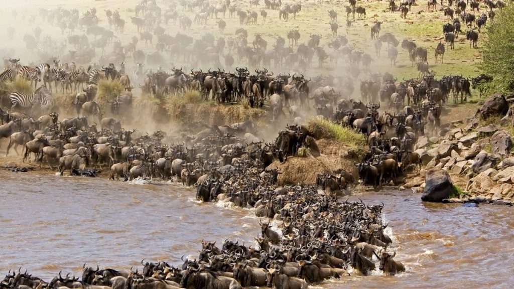 7 Days Tanzania Migration Safari | River Crossing & Lake Natron Flamingos