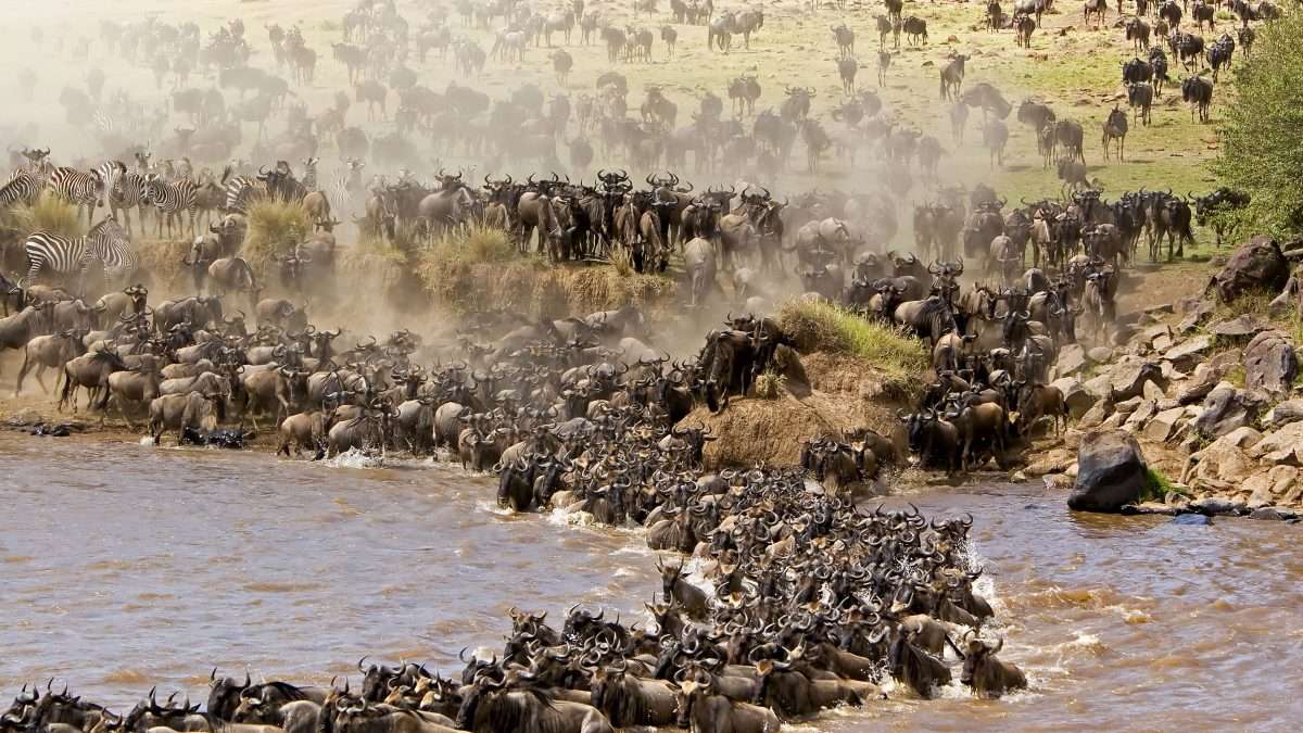 7 Days Tanzania Migration Safari | River Crossing & Lake Natron Flamingos