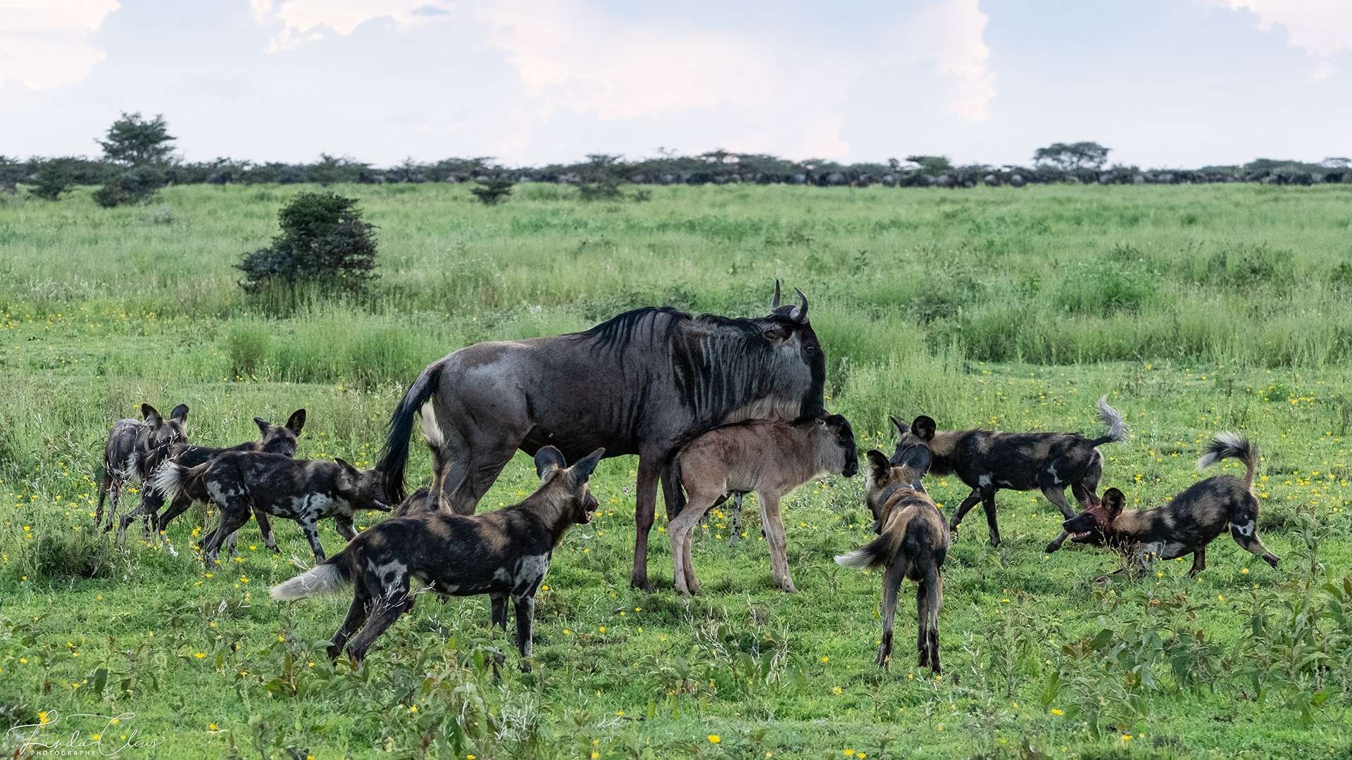 ndutu calving season 2