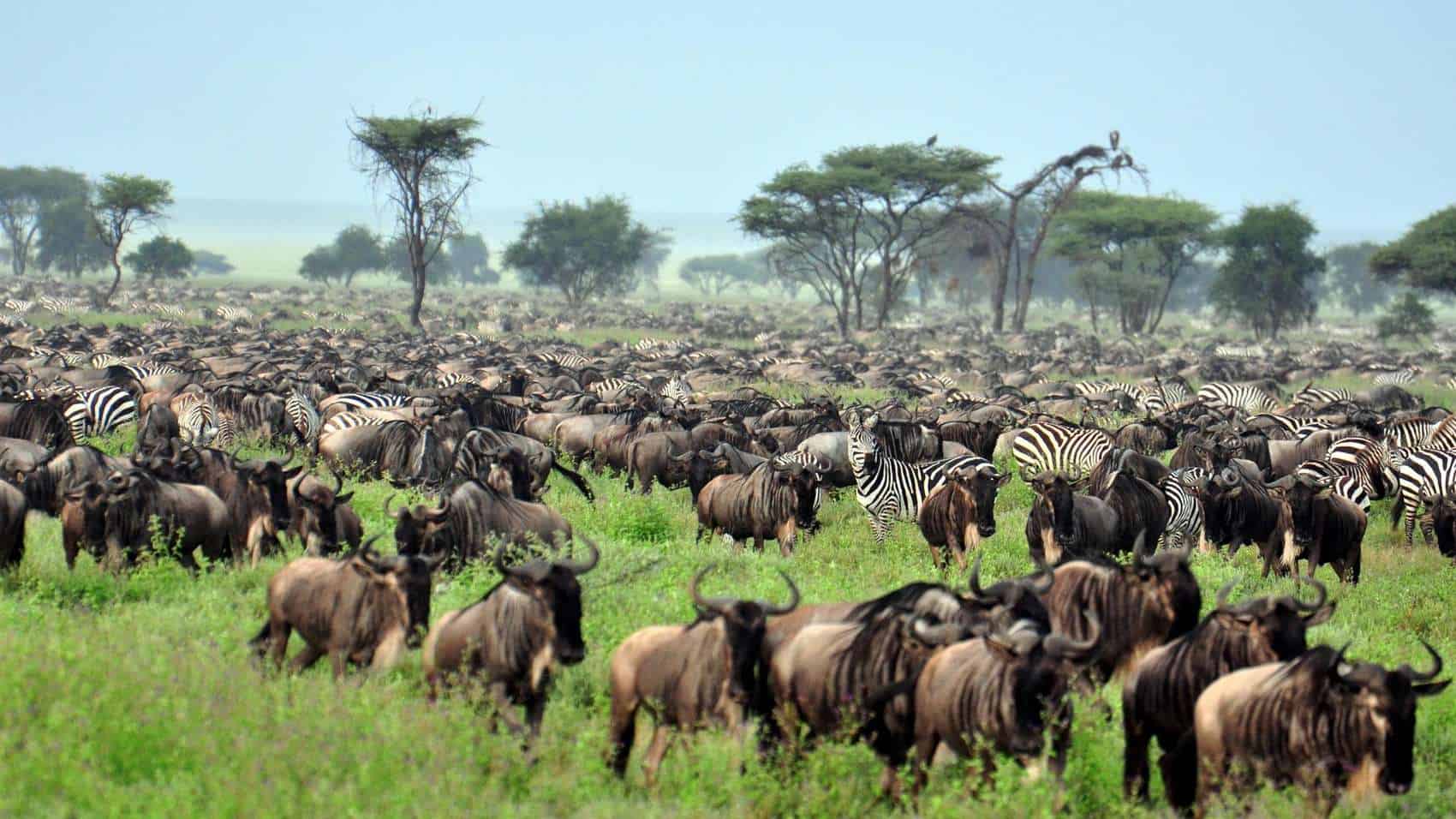 southern serengeti