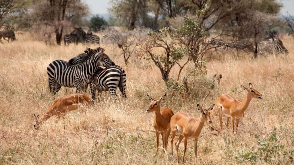 A group of zebras and female impala antelopes grazing in the golden grass of a Tanzanian savannah during a luxury wildlife safari.