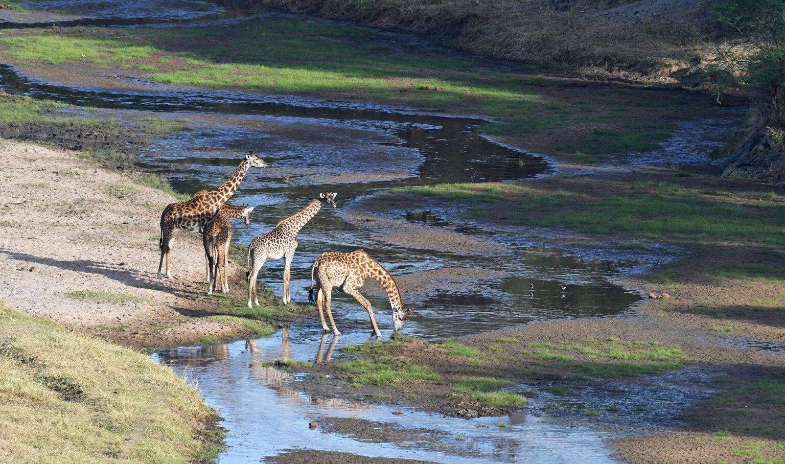 -tarangire-national-park-1536x908