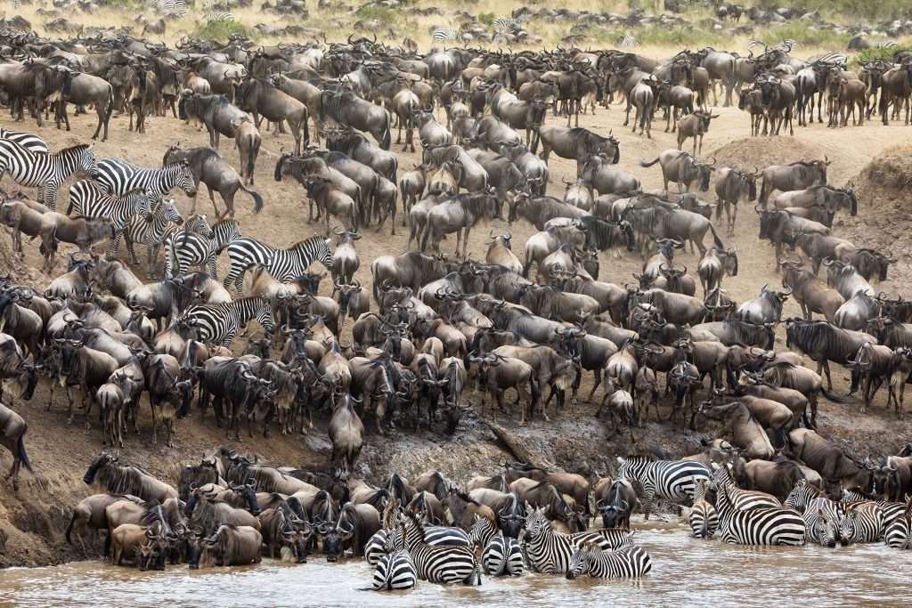 housands of wildebeests and zebras crowded on a muddy riverbank during the Great Migration river crossing in Serengeti, Tanzania.