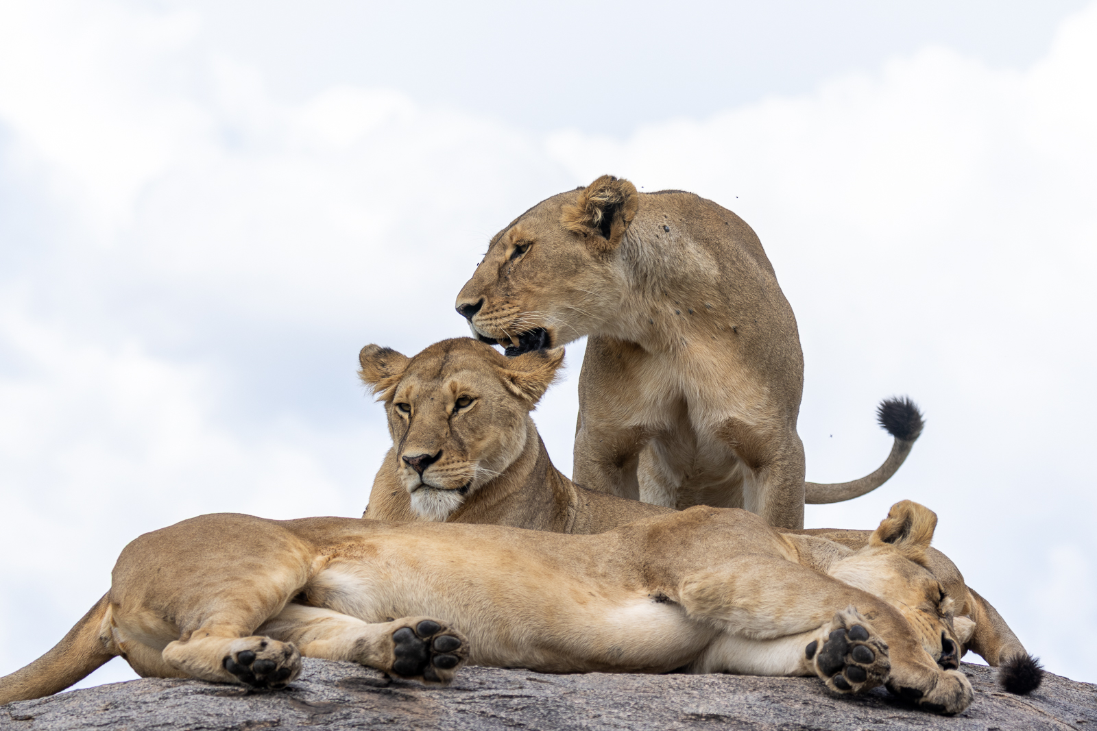9-Day Ultimate Fly-In Family Safari| Big Five & Great Migration.