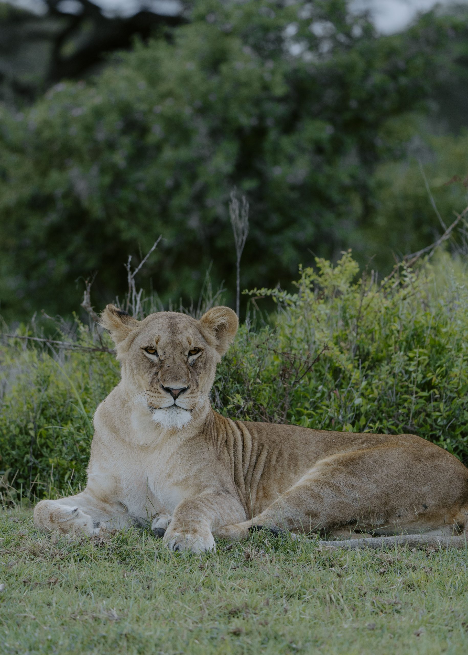 8 Days Tanzania Budget Private Safari & Maasai Cultural Experience