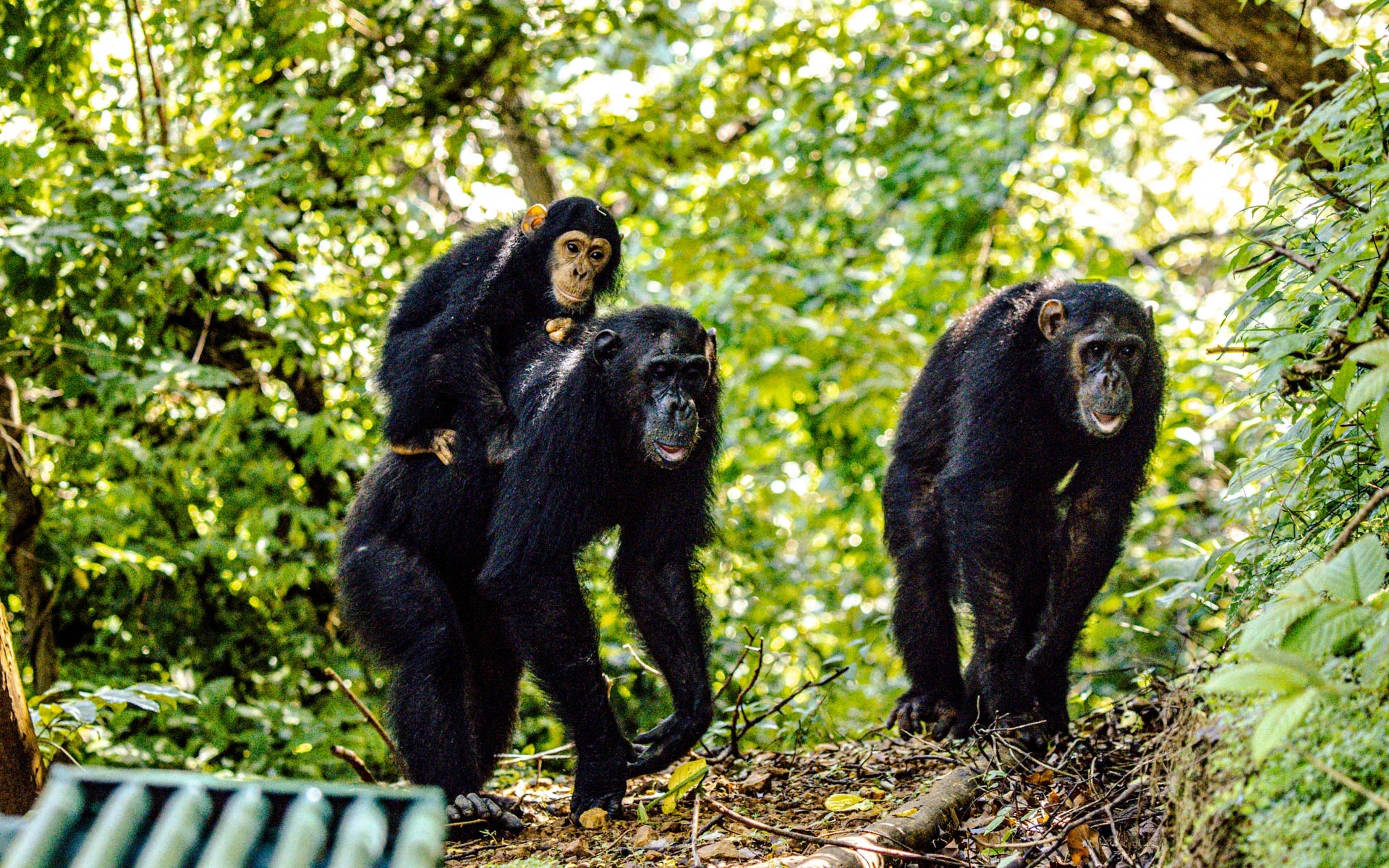 8-Day Tanzania Big 5 Safari & Gombe Chimpanzee Trekking Adventure