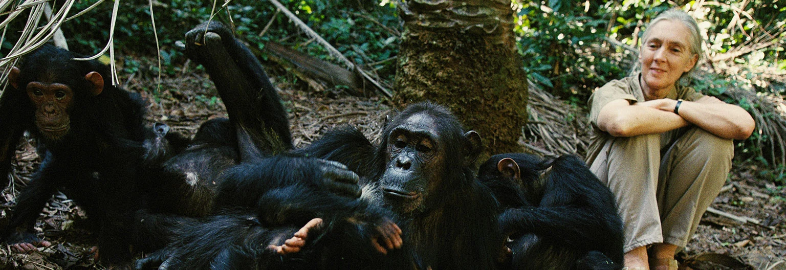 8-Day Tanzania Big 5 Safari & Gombe Chimpanzee Trekking Adventure