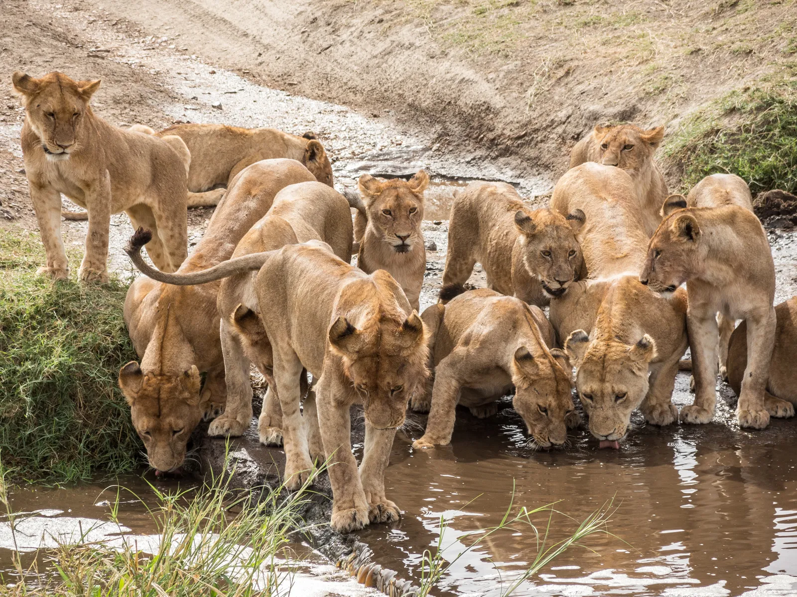 5 Days Tanzania Honeymoon Safari from Zanzibar (Serengeti & Ngorongoro)