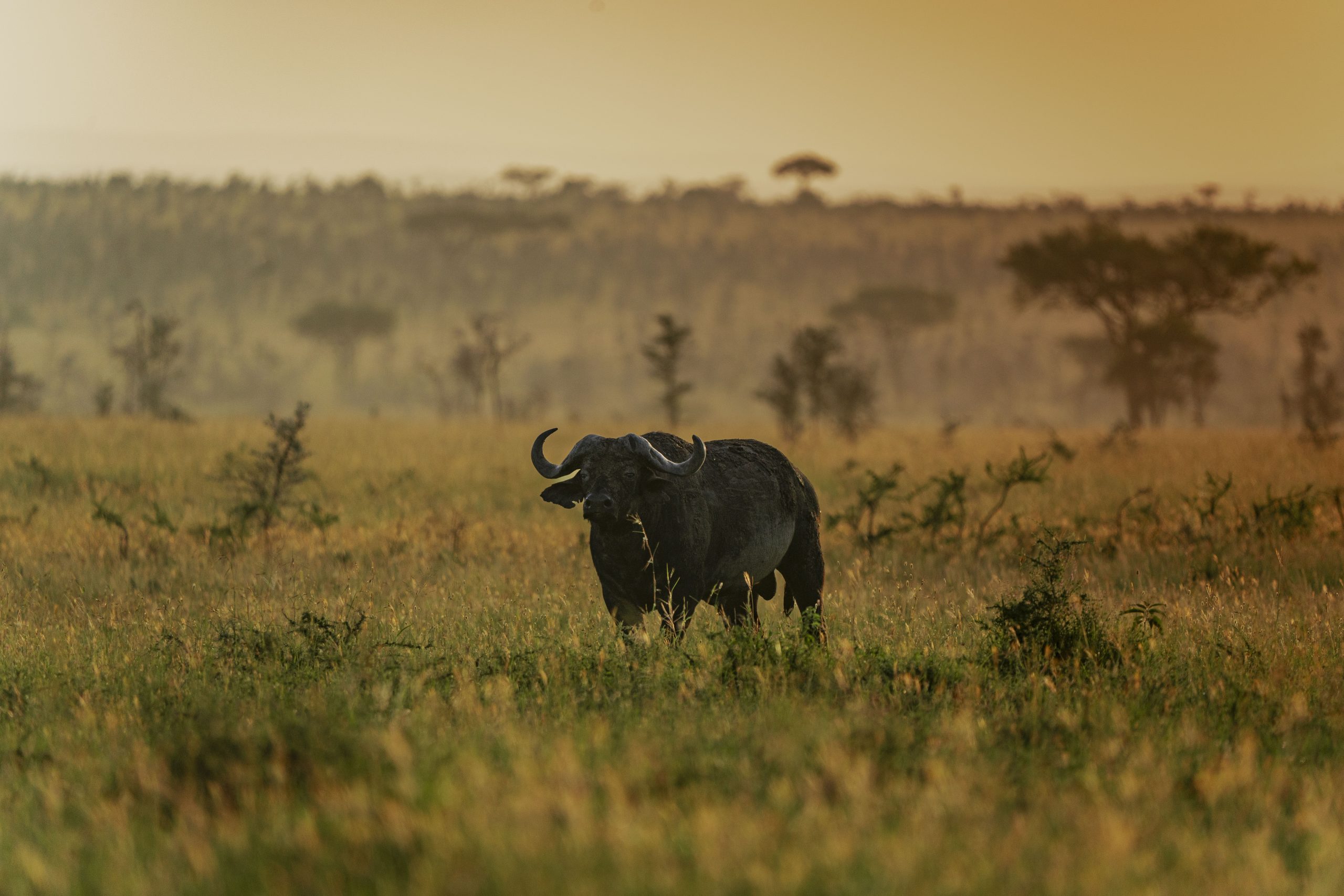 5 Days Serengeti Migration Safari from Zanzibar (Fly-In Experience)