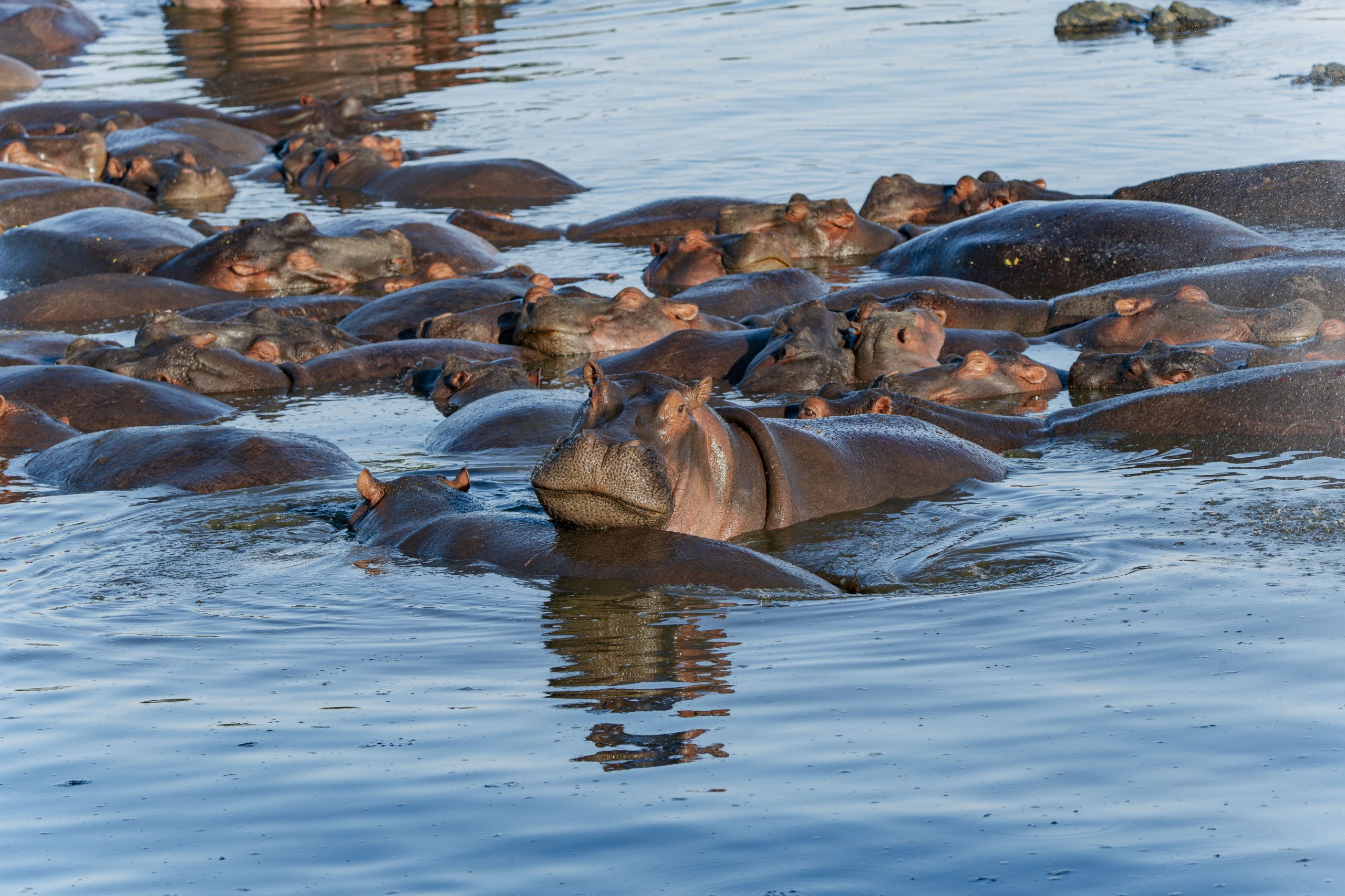 5 Days Tanzania Safari | Serengeti, Ngorongoro & Lake Eyasi Cultural Experience
