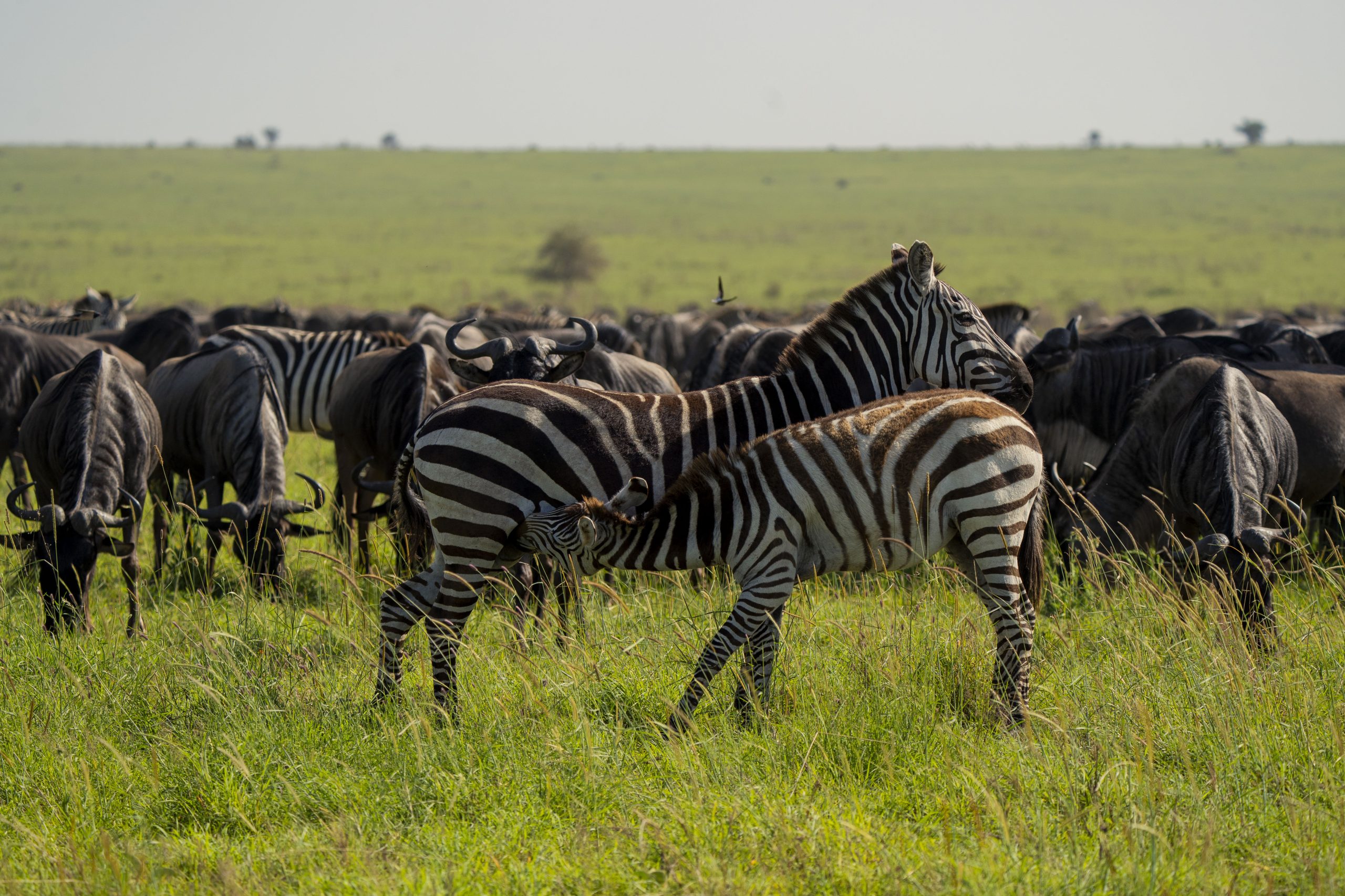 6 Days Tanzania Family Safari | Arusha, Tarangire, Ngorongoro & Manyara