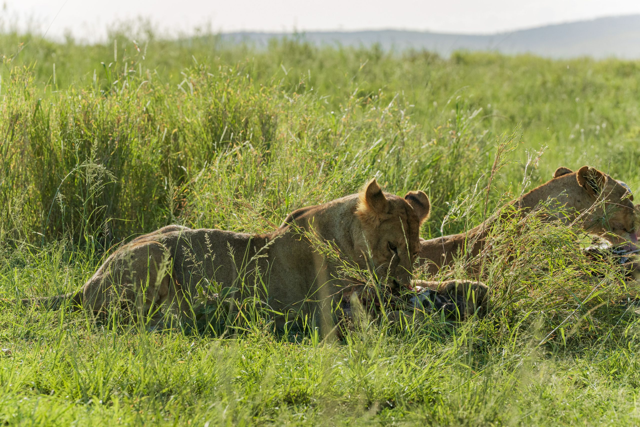 6 Days Tanzania Migration Safari | Ndutu Calving Season Jan - March.