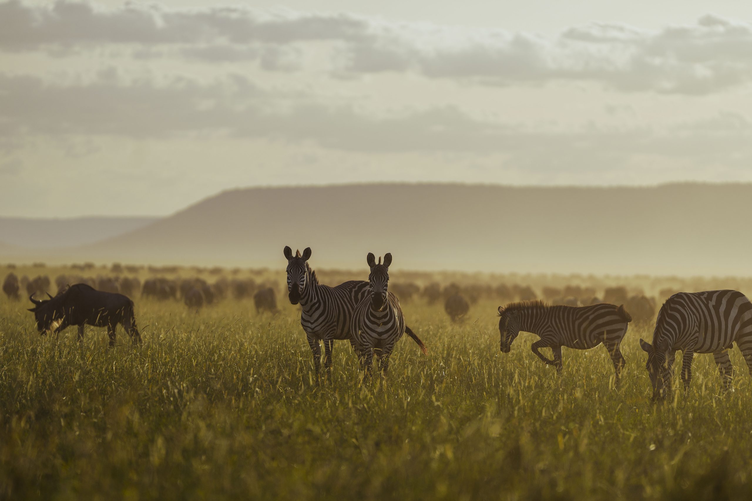 7 Days Tanzania Migration Safari | River Crossing & Lake Natron Flamingos