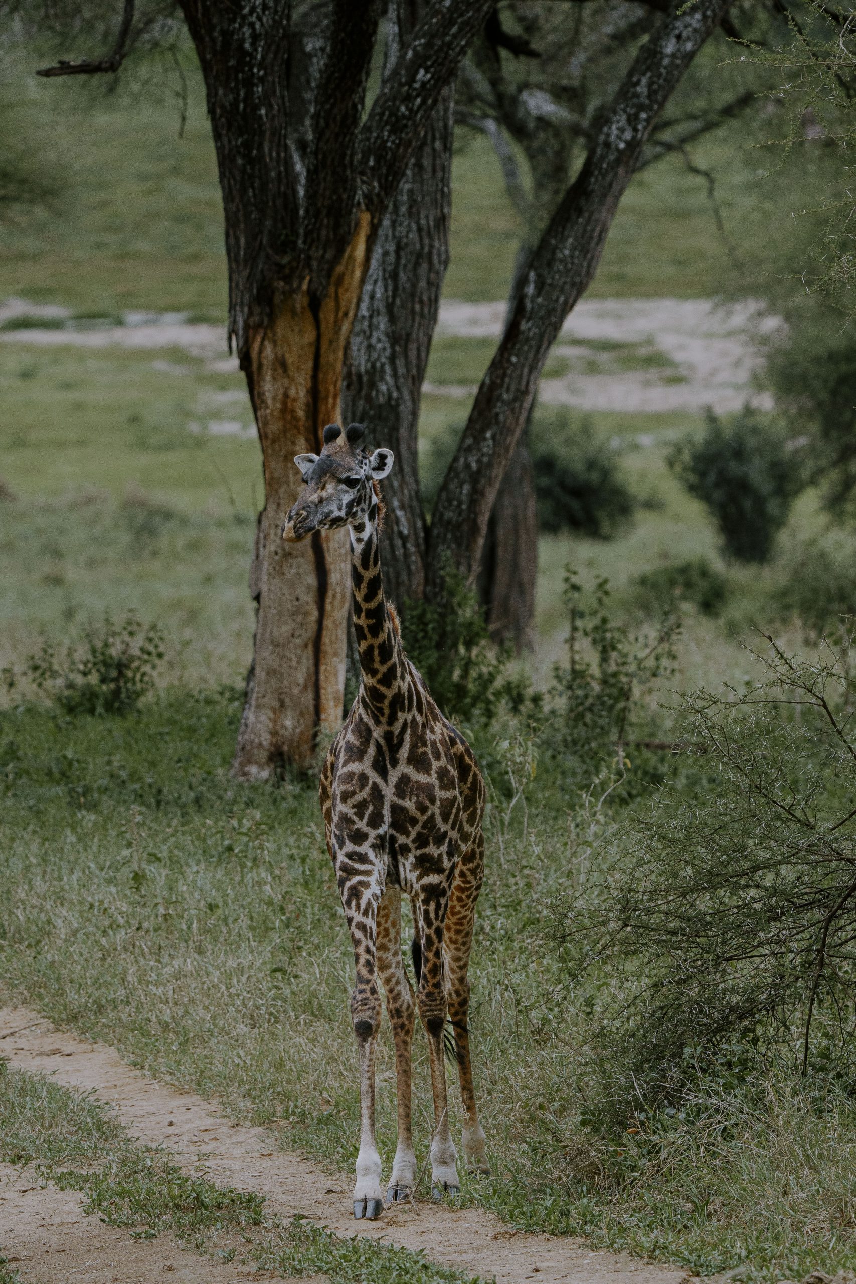 4 Days Tanzania Budget Safari | Tarangire, Ngorongoro & Materuni Waterfalls.
