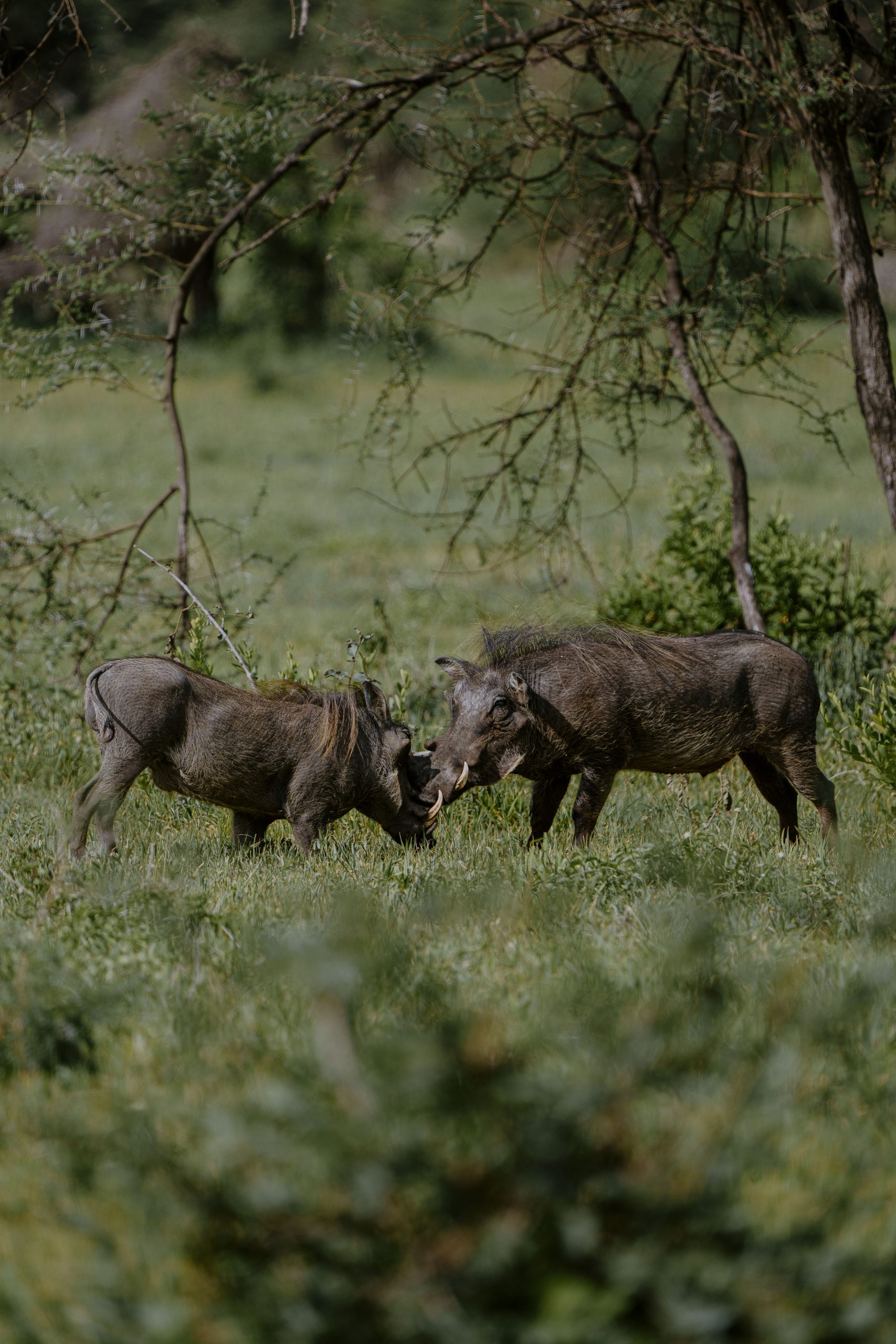 6 Days Tanzania Family Safari | Arusha, Tarangire, Ngorongoro & Manyara