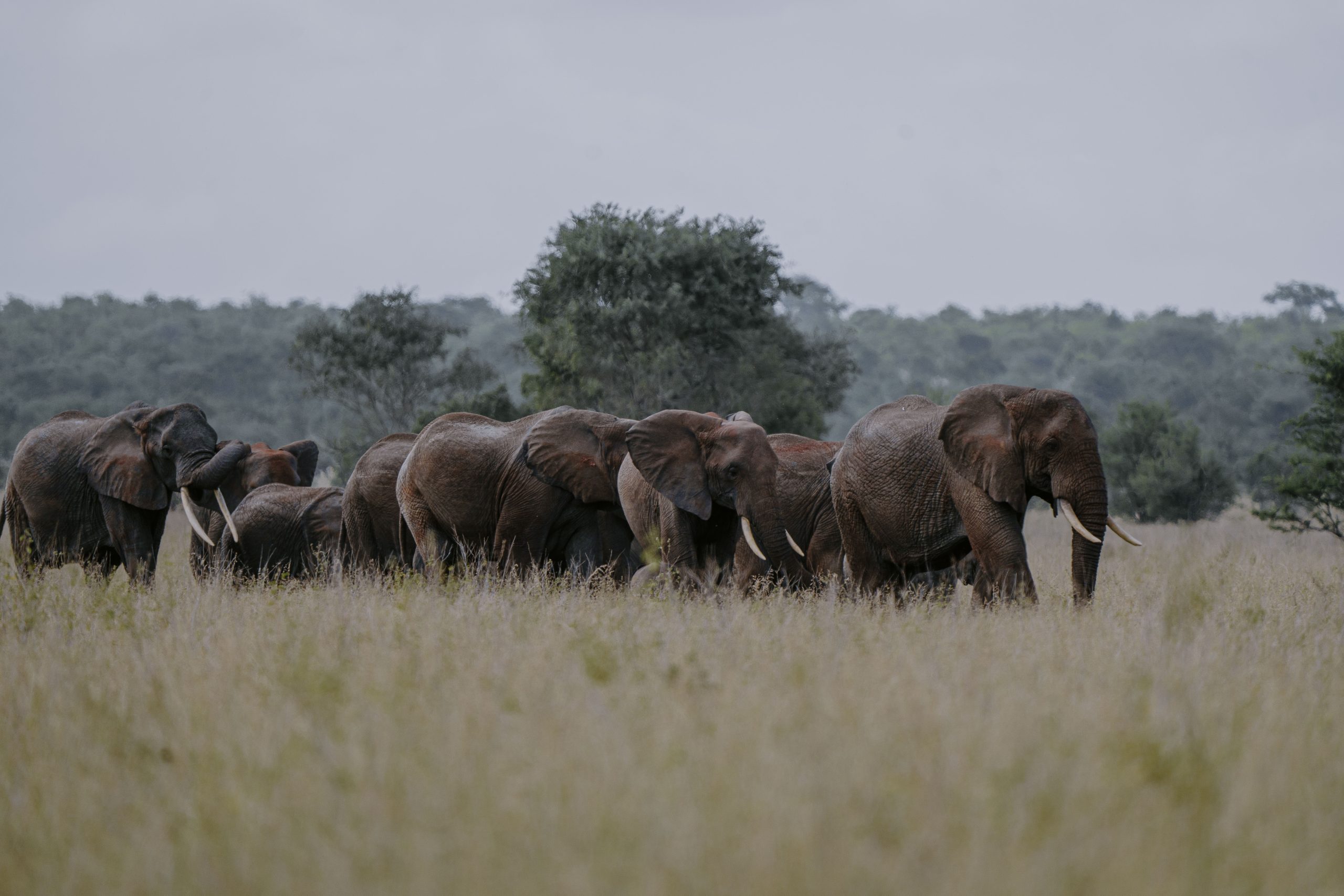 8 Days Tanzania Budget Private Safari & Maasai Cultural Experience