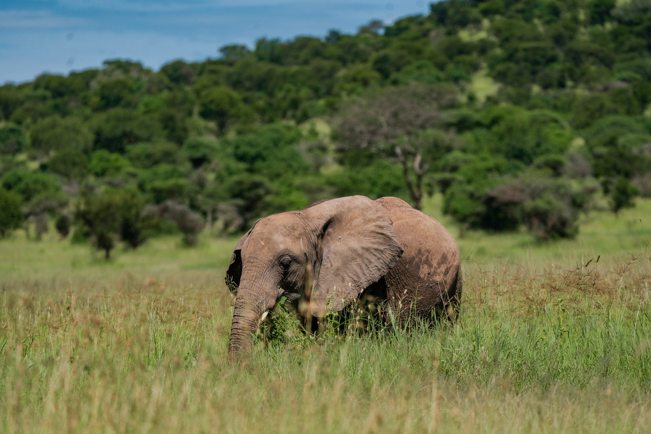 5 Days Tanzania Safari | Serengeti, Ngorongoro & Lake Eyasi Cultural Experience
