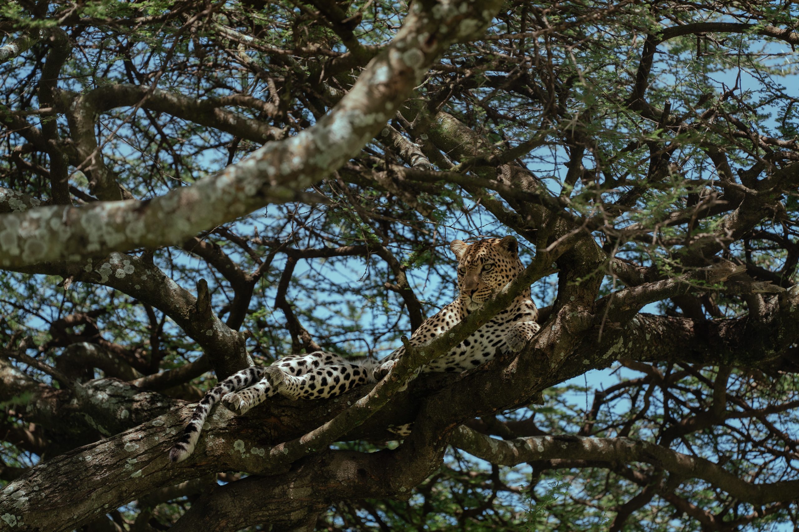 8 Days Tanzania Budget Private Safari & Maasai Cultural Experience