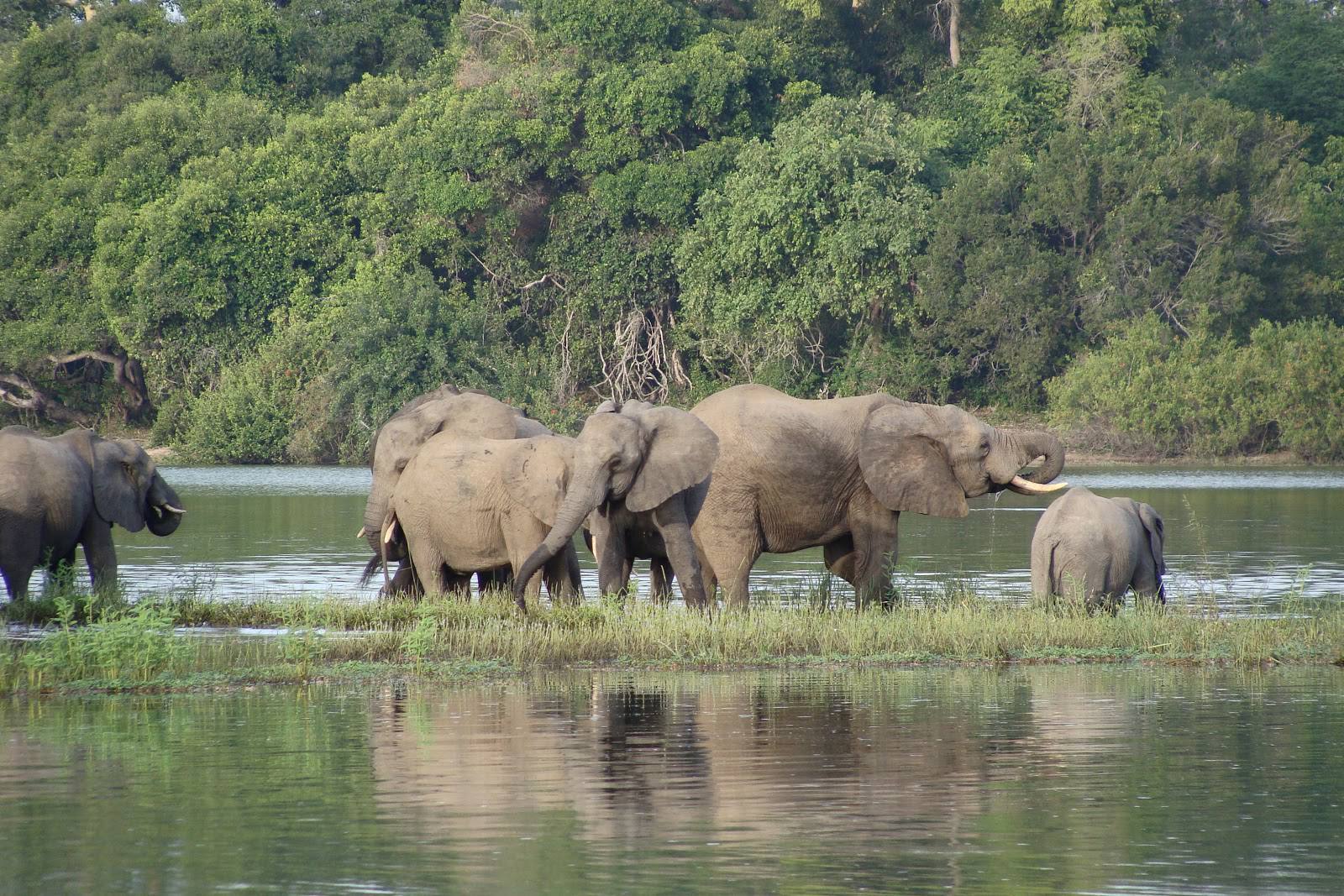 3-day-zanzibar-to-nyerere-national-park-fly-in-safari