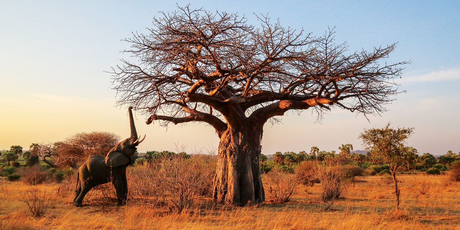 4-Day Mikumi & Ruaha Midrange Safari | Affordable Tanzania Wildlife Adventure
