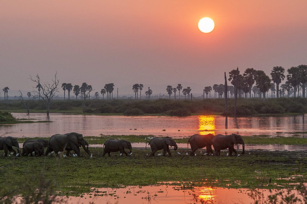 A herd of African elephants walking in a line across a lush green wetland at sunset, with palm trees and a glowing orange sun reflected in the water of the Rufiji River.