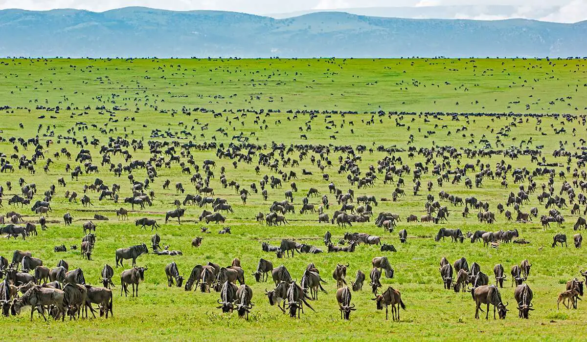 8-Day Tanzania Big 5 Safari & Gombe Chimpanzee Trekking Adventure