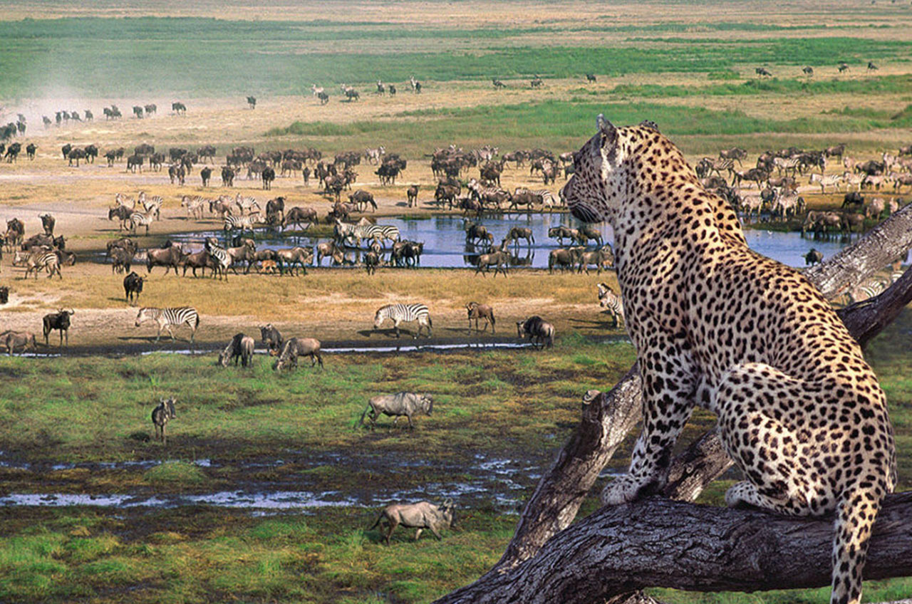 11-Day Tanzania Wildlife & Hiking Safari | Serengeti, Ngorongoro & Kilimanjaro