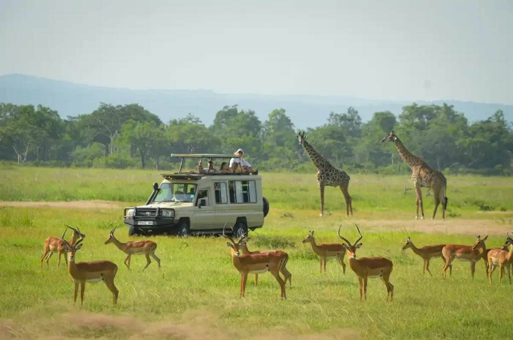 A tan safari vehicle with tourists watching a herd of impalas and two giraffes in a lush green African savanna.