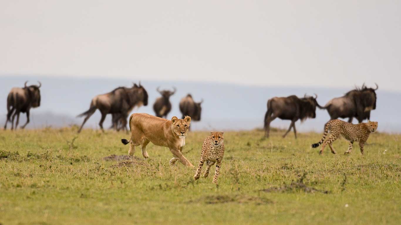 Ultimate 12-Day Tanzania Adventure | Serengeti Safari, Kilimanjaro Hike & Zanzibar Beaches.