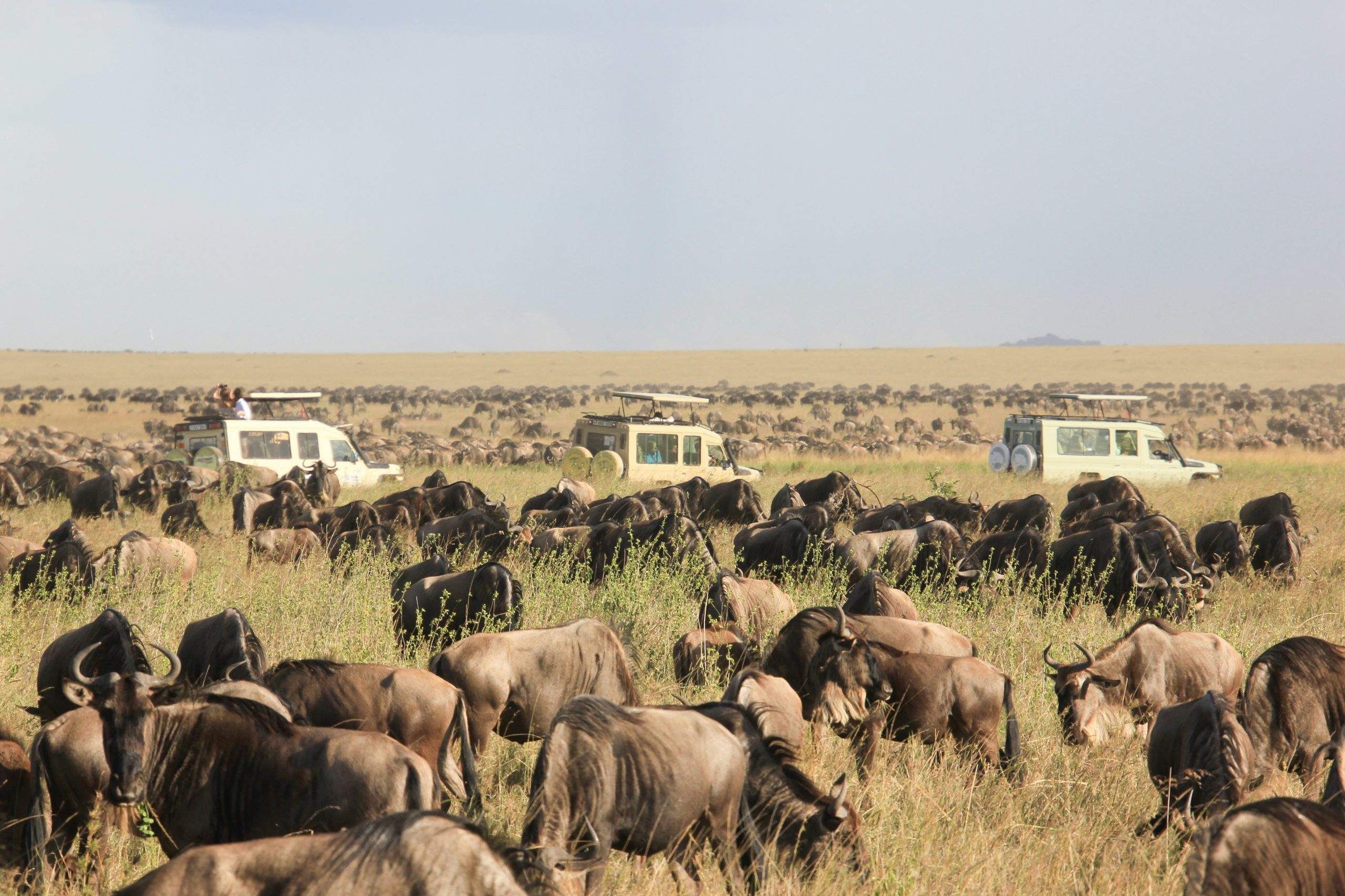 3 Days Serengeti Migration Safari from Zanzibar (Fly-in River Crossing Experience)