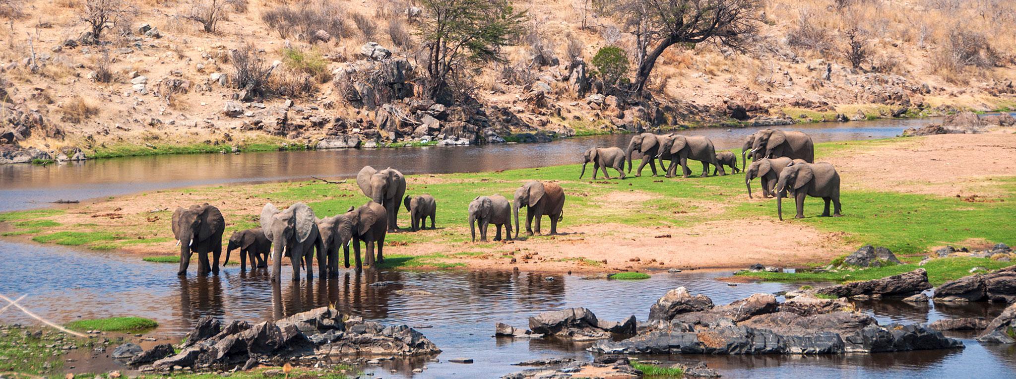 4-Day Mikumi & Ruaha Midrange Safari | Affordable Tanzania Wildlife Adventure