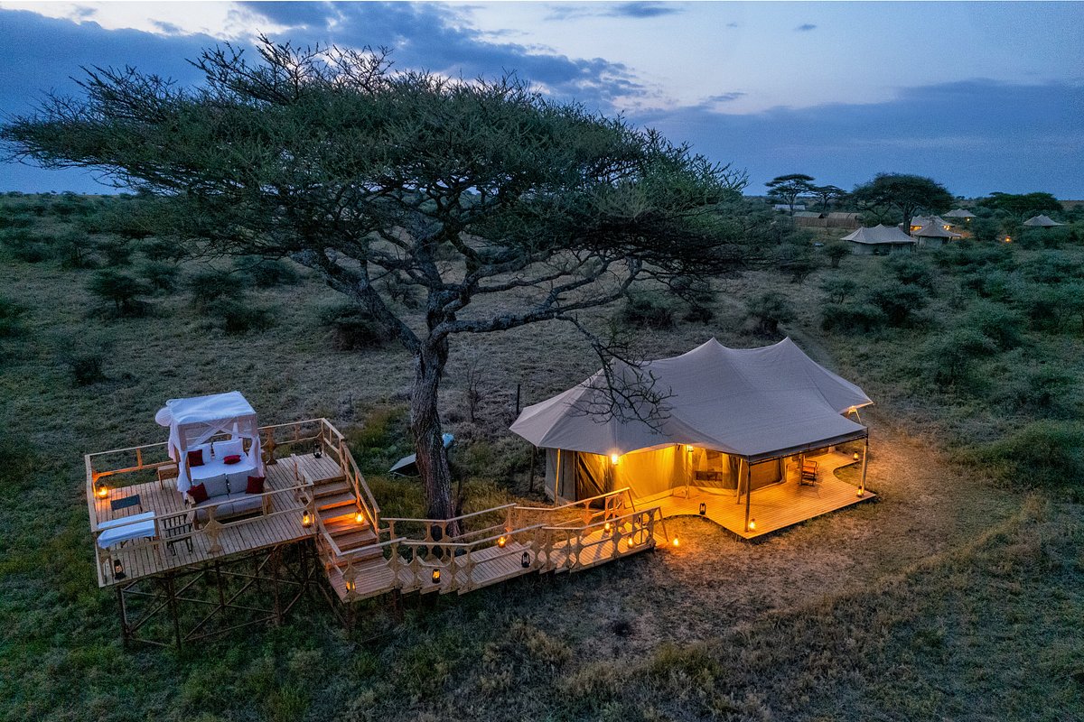 Interior of a spacious family safari tent at Safari Haven Migration Camp featuring multiple four-poster beds with white mosquito nets, rich wooden floors, and a foreground view of a desk with bottled water.