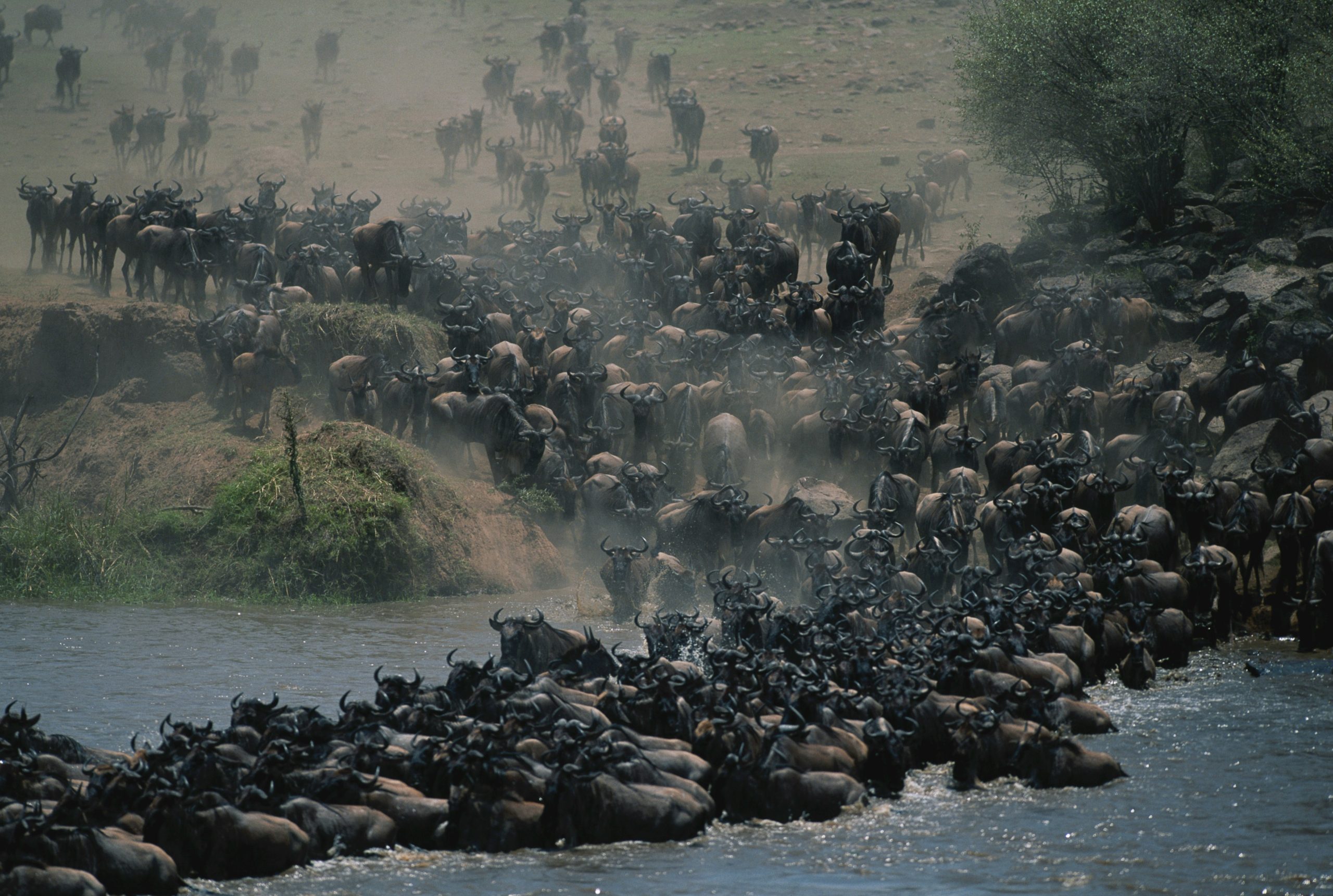 6 Days Serengeti Migration Safari from Zanzibar (Luxury Fly-in & River Crossing)