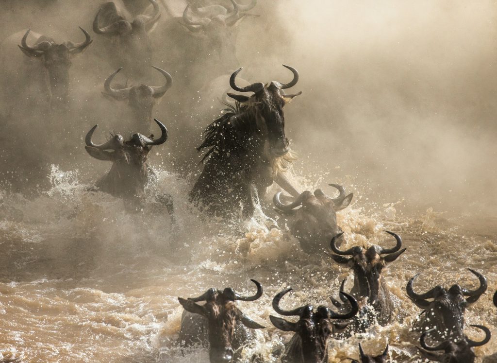Great Migration wildebeest crossing Serengeti Tanzania