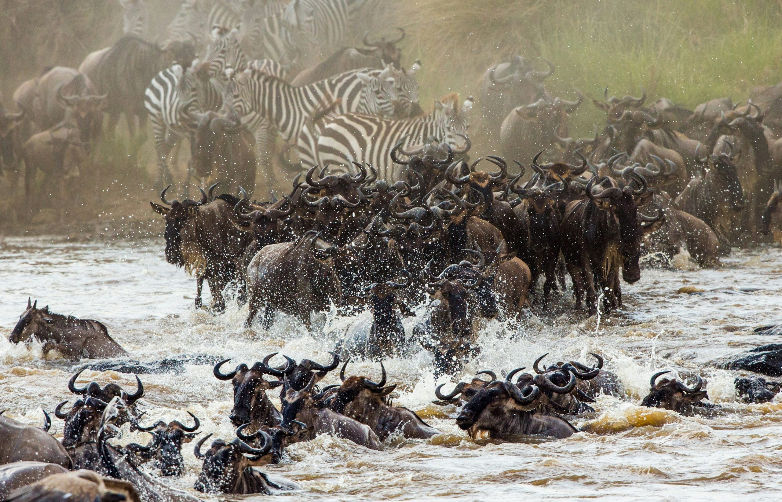 5 Days Serengeti Migration Safari from Zanzibar (Fly-In Experience)