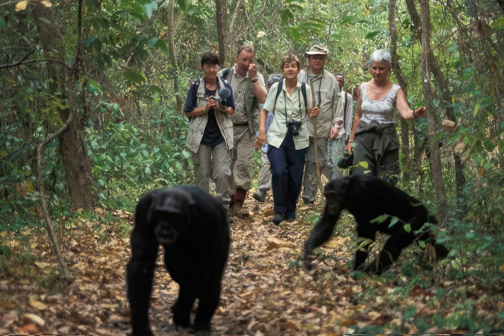 A group of five tourists trekking through a lush forest path in Gombe Stream National Park , followed closely by two wild chimpanzees walking on all fours.
