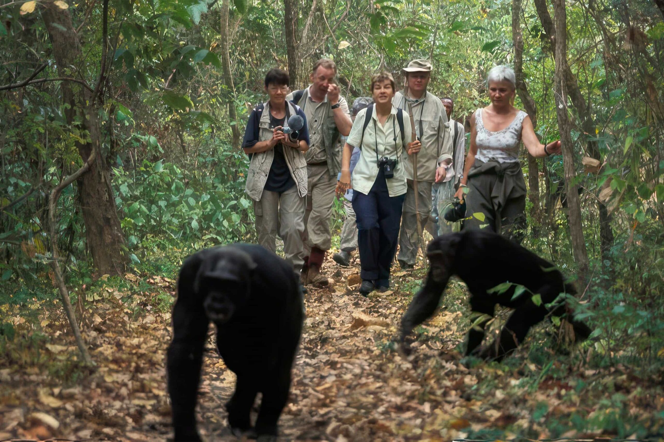 8-Day Tanzania Big 5 Safari & Gombe Chimpanzee Trekking  Adventure