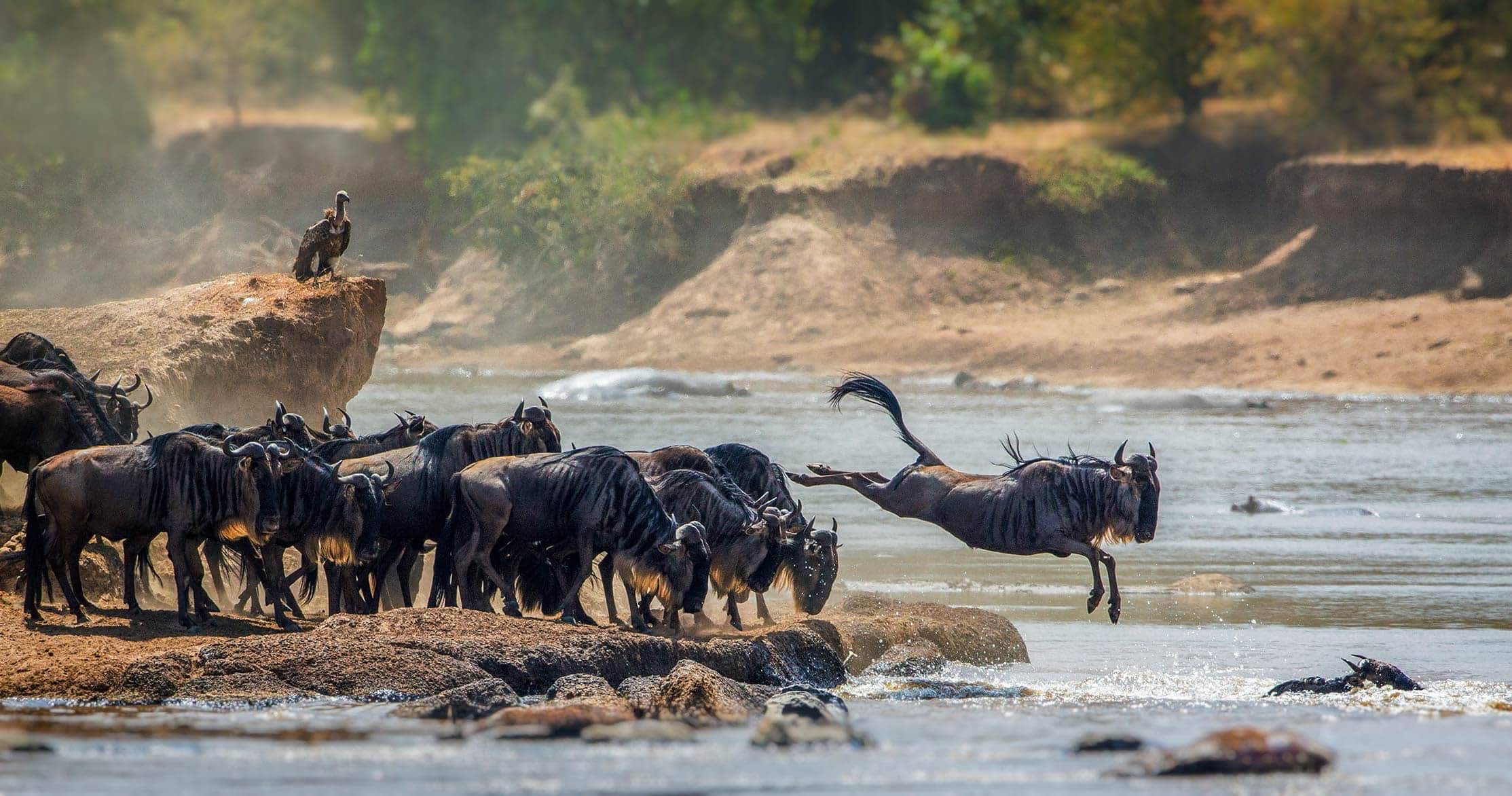 9-Day Ultimate Fly-In Family Safari| Big Five & Great Migration.