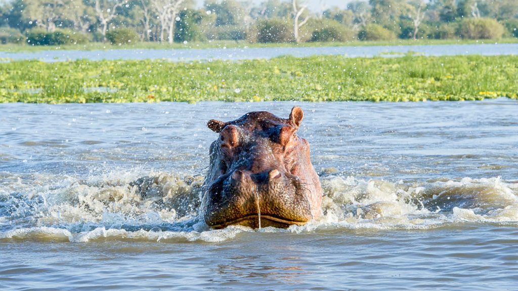 Close-up of a hippopotamus head emerging from blue river water with water splashing around it, green marshland and trees in the background of Nyerere National Park, Africa.