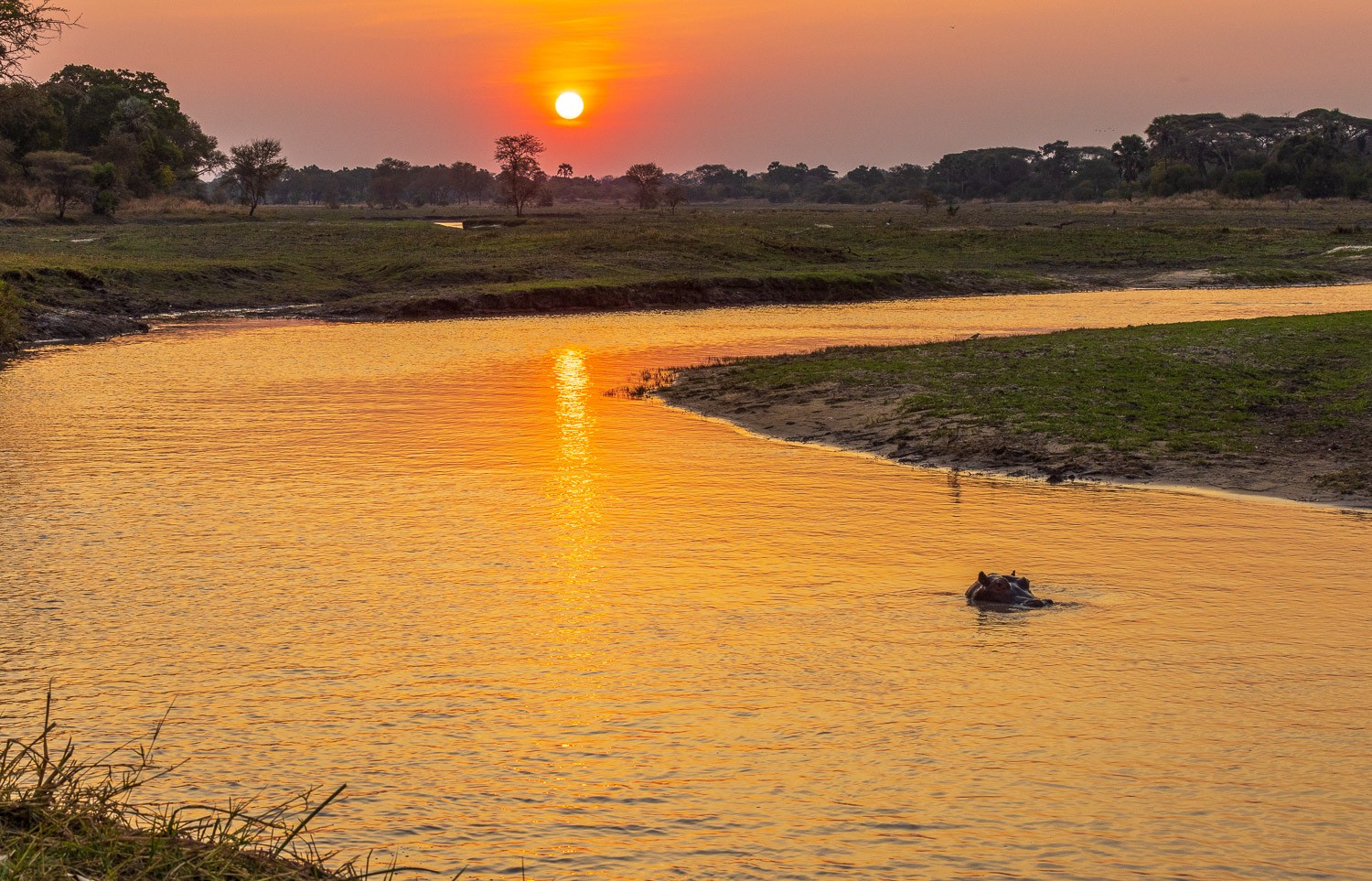7-Day Katavi & Mahale Fly-in Safari | Exclusive Tanzania Wildlife & Chimpanzee Experience